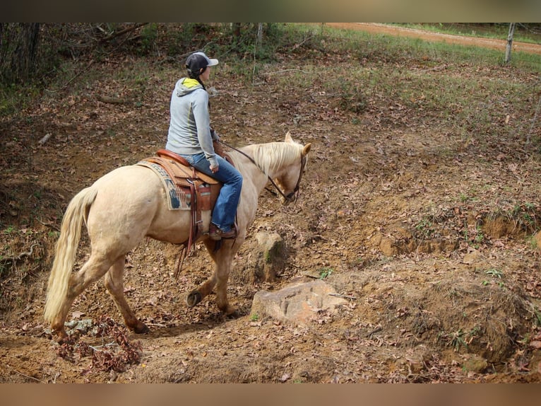 American Quarter Horse Gelding 7 years 17 hh Palomino in RUSK TX