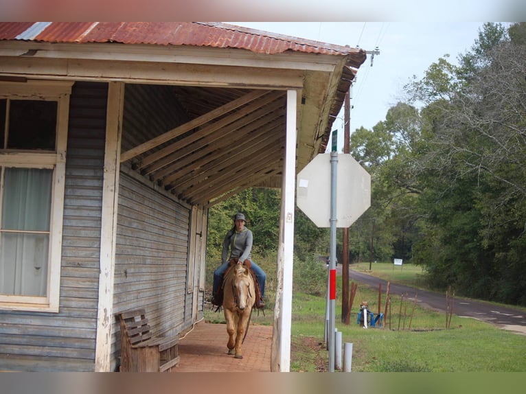 American Quarter Horse Gelding 7 years 17 hh Palomino in RUSK TX