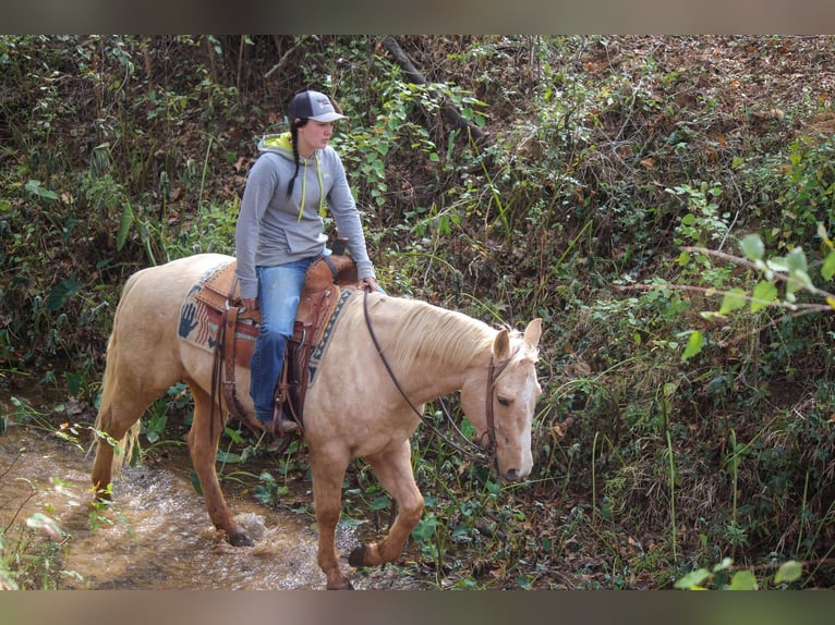 American Quarter Horse Gelding 7 years 17 hh Palomino in RUSK TX