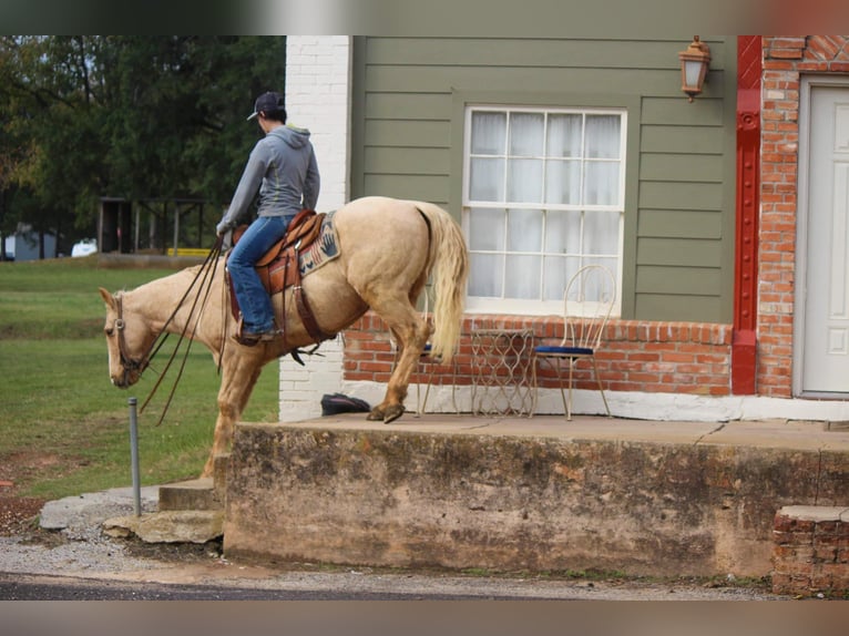 American Quarter Horse Gelding 7 years 17 hh Palomino in RUSK TX