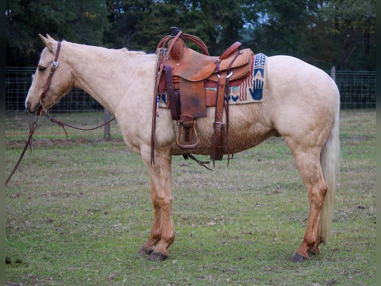 American Quarter Horse Gelding 7 years 17 hh Palomino in RUSK TX