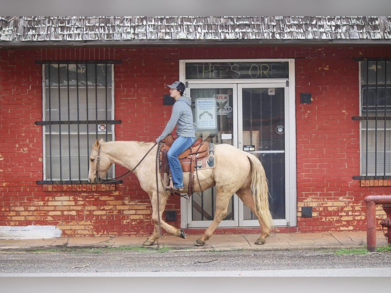 American Quarter Horse Gelding 7 years 17 hh Palomino in RUSK TX