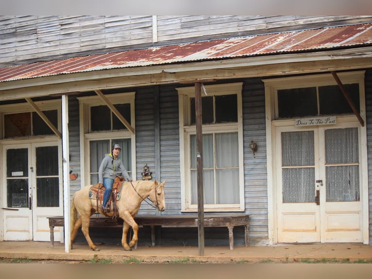 American Quarter Horse Gelding 7 years 17 hh Palomino in RUSK TX