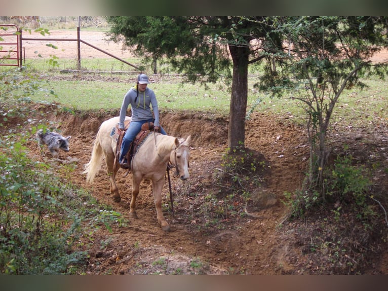 American Quarter Horse Gelding 7 years 17 hh Palomino in RUSK TX