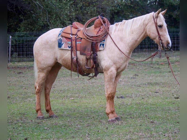 American Quarter Horse Gelding 7 years 17 hh Palomino in RUSK TX