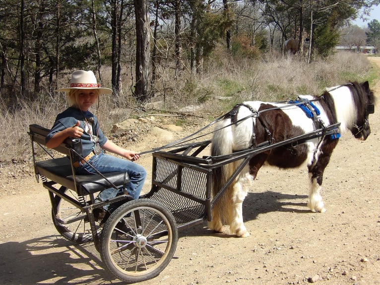 American Quarter Horse Gelding 7 years 9,1 hh Tobiano-all-colors in Antlers OK