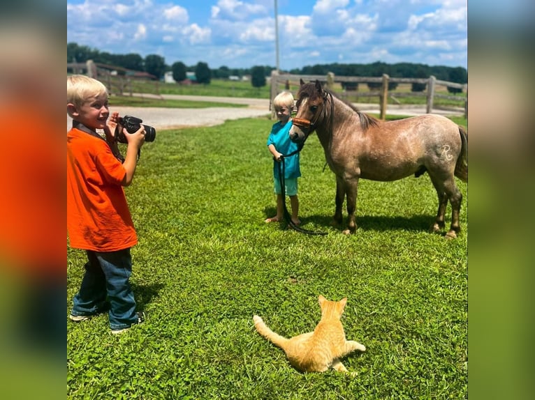 American Quarter Horse Gelding 7 years 9,3 hh Roan-Red in Huntland, TN