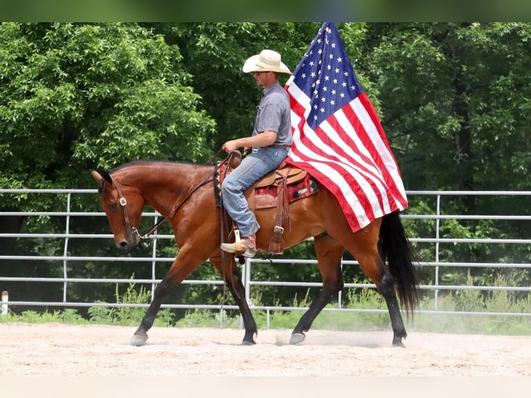 American Quarter Horse Gelding 7 years Bay in Mt Vernon, MO