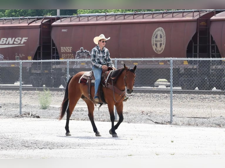 American Quarter Horse Gelding 7 years Bay in Mt Vernon, MO