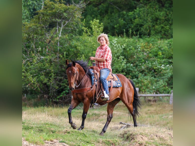 American Quarter Horse Gelding 7 years Bay in Swisshome
