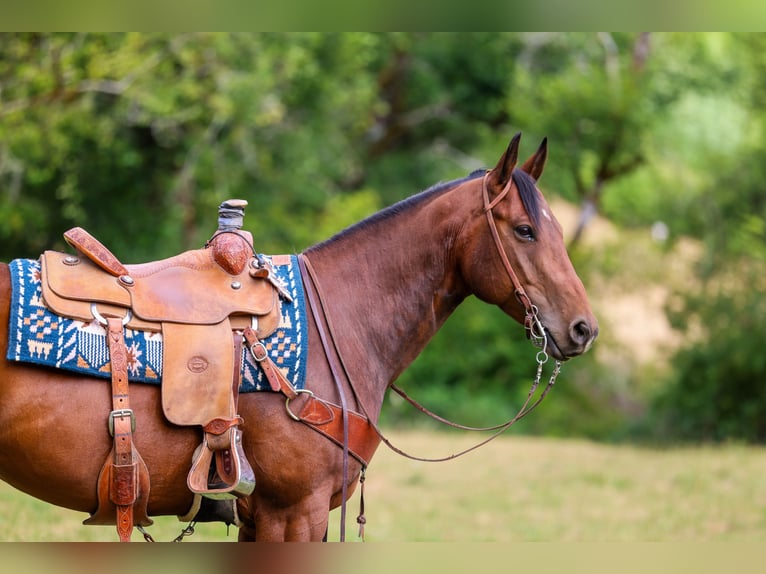 American Quarter Horse Gelding 7 years Bay in Swisshome