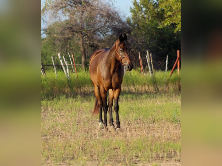 American Quarter Horse Gelding 7 years Bay in Stephenville TX