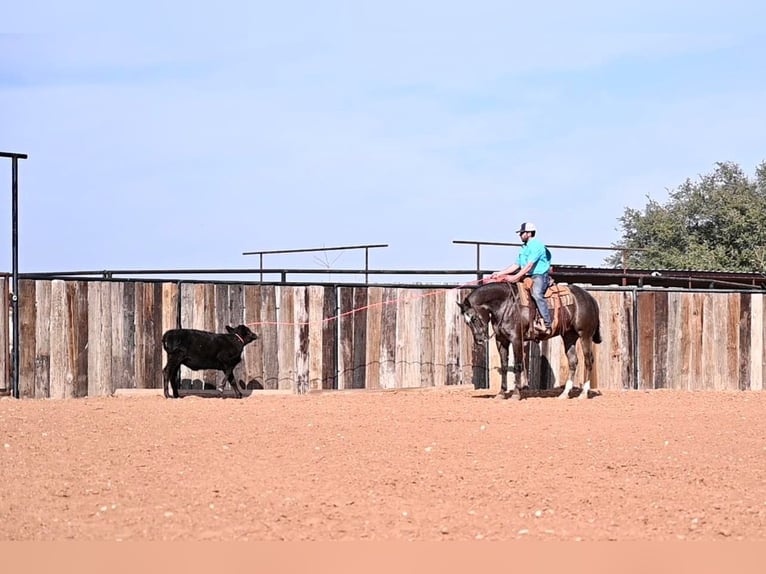 American Quarter Horse Gelding 7 years Bay in Waco TX