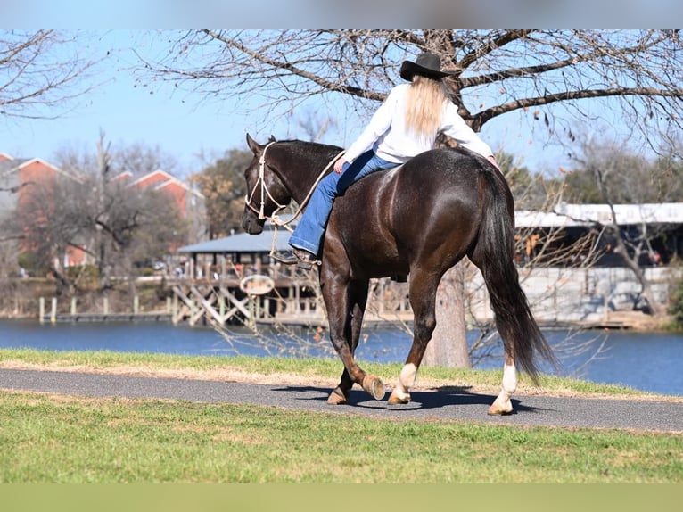 American Quarter Horse Gelding 7 years Bay in Waco TX