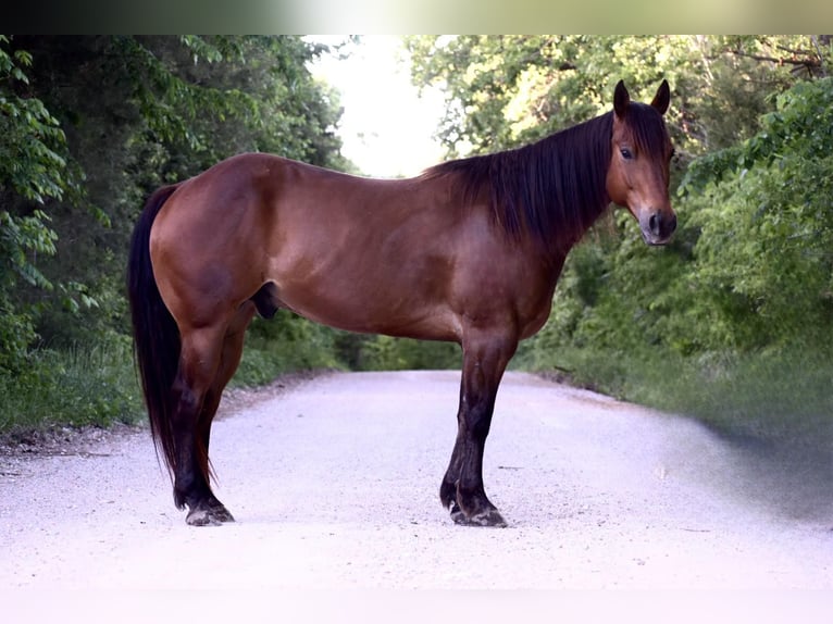 American Quarter Horse Gelding 7 years Bay in Warsaw NY