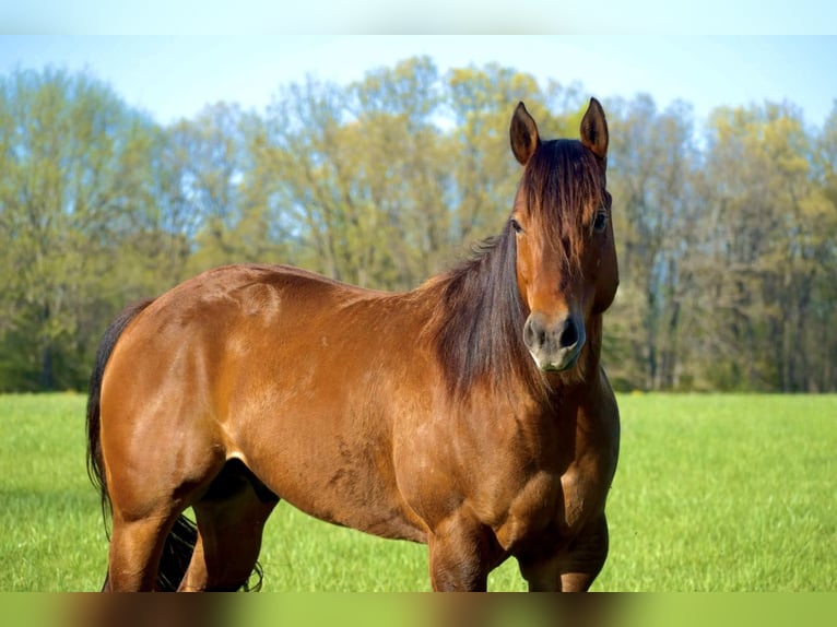 American Quarter Horse Gelding 7 years Bay in Warsaw NY