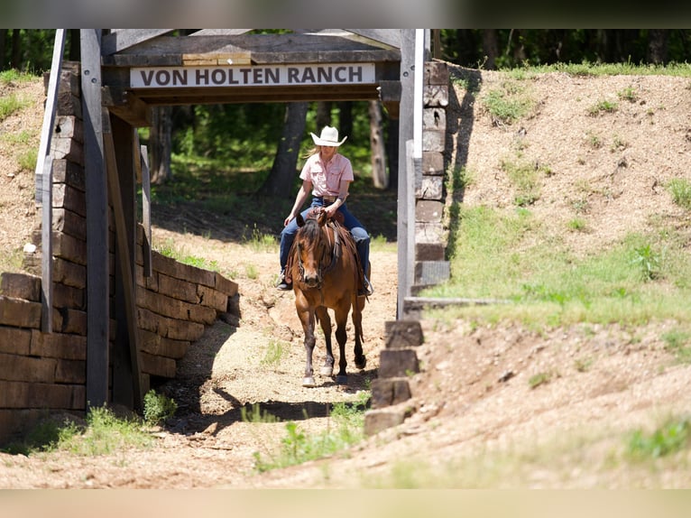 American Quarter Horse Gelding 7 years Bay in Warsaw NY