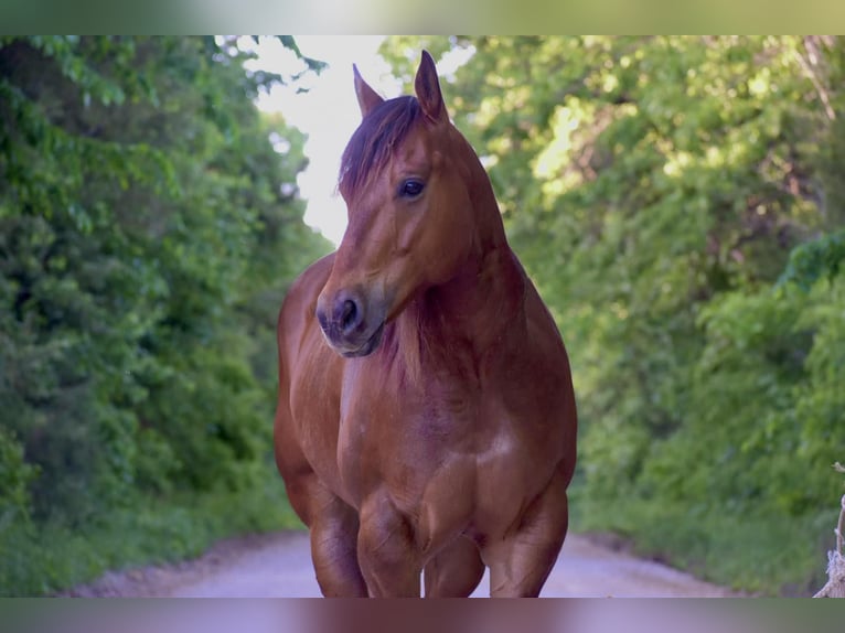 American Quarter Horse Gelding 7 years Bay in Warsaw NY