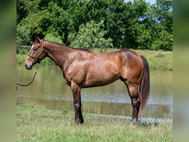 American Quarter Horse Gelding 7 years Bay in Stephenville