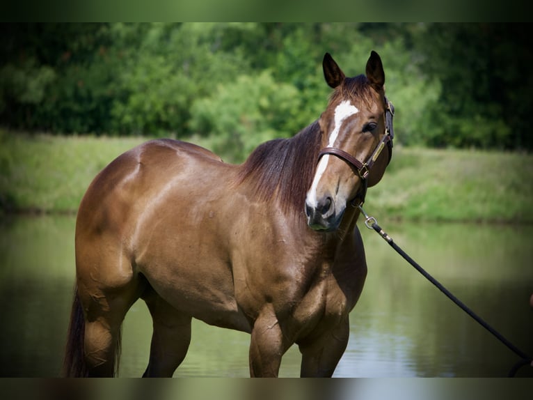 American Quarter Horse Gelding 7 years Bay in Stephenville