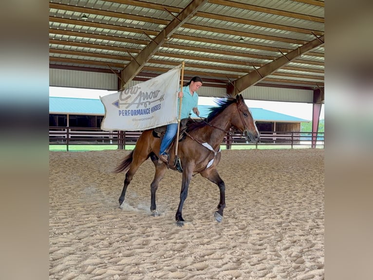 American Quarter Horse Gelding 7 years Bay in Stephenville