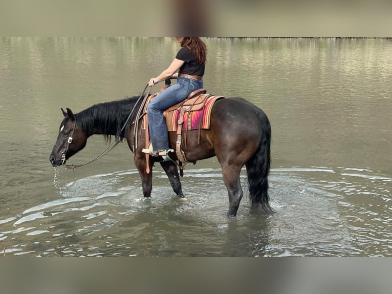 American Quarter Horse Gelding 7 years Black in Caldwell, ID