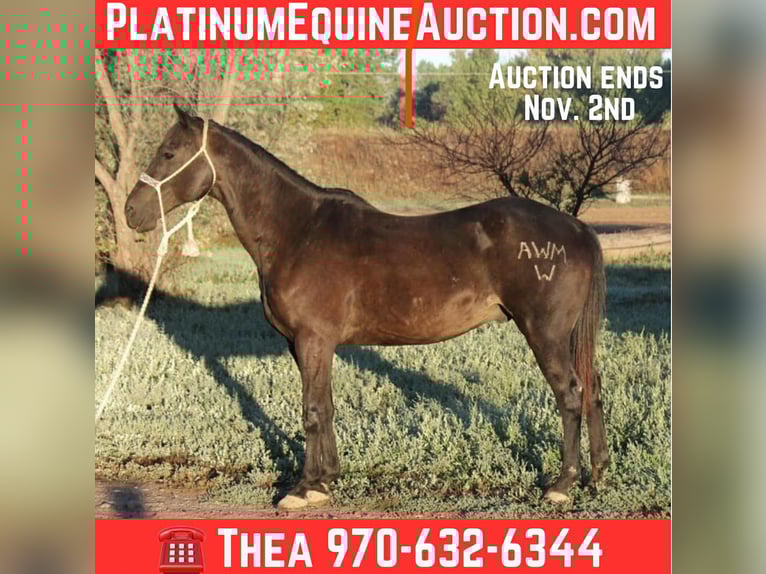 American Quarter Horse Gelding 7 years Black in Fort Collins CO