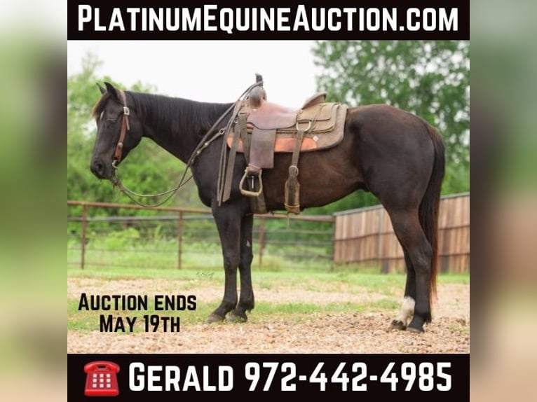 American Quarter Horse Gelding 7 years Black in Savoy  TX