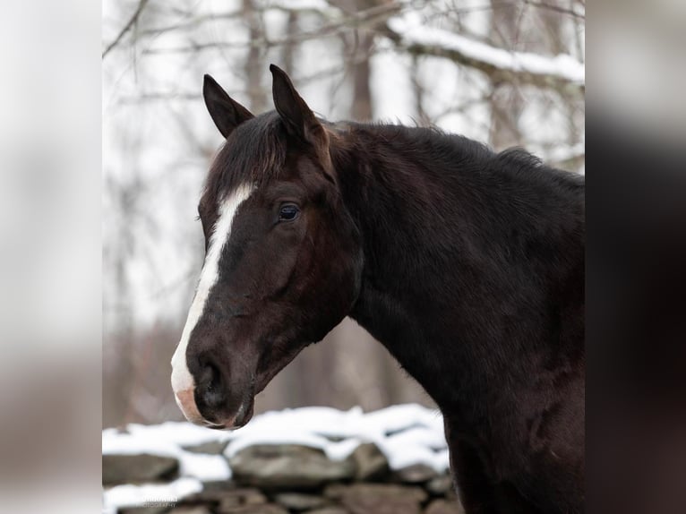 American Quarter Horse Gelding 7 years Black in Everett PA