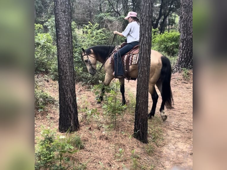 American Quarter Horse Gelding 7 years Buckskin in Ponder