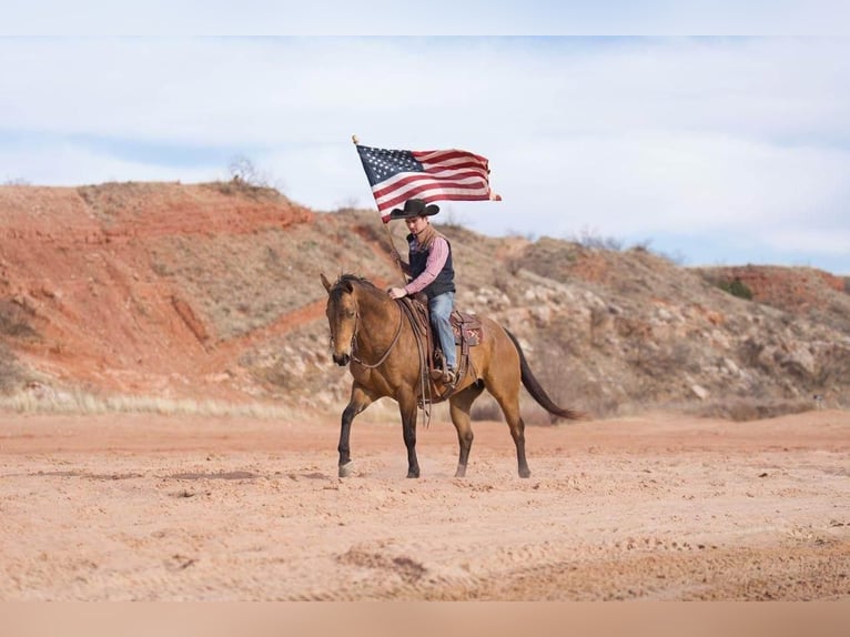 American Quarter Horse Gelding 7 years Buckskin in Canyon, TX