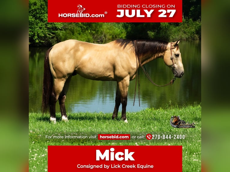American Quarter Horse Gelding 7 years Buckskin in Henderson