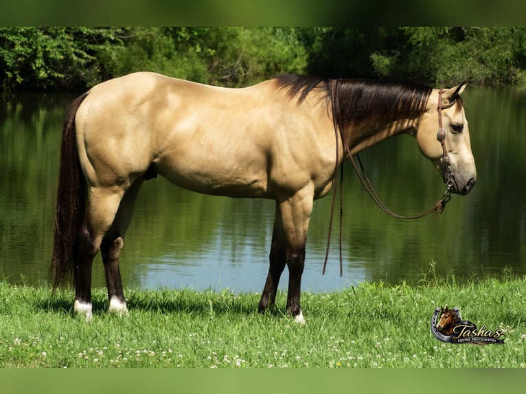 American Quarter Horse Gelding 7 years Buckskin in Henderson