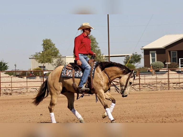 American Quarter Horse Gelding 7 years Buckskin in Purdy