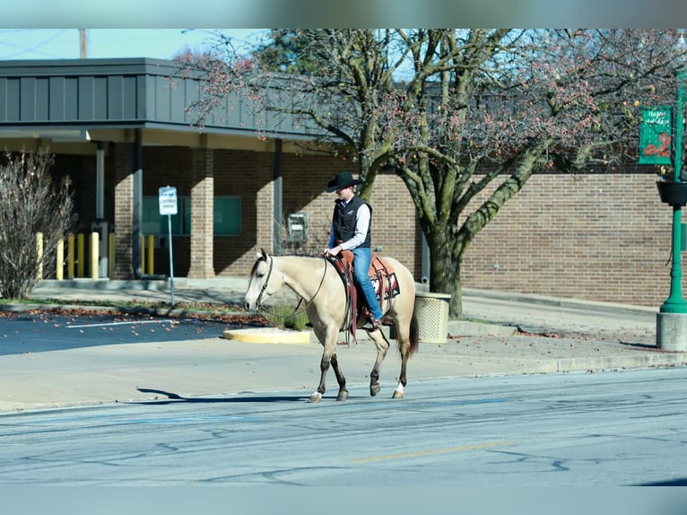 American Quarter Horse Gelding 7 years Buckskin in Purdy