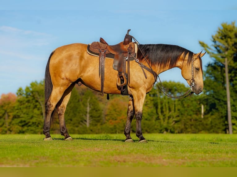 American Quarter Horse Gelding 7 years Buckskin in Clarion