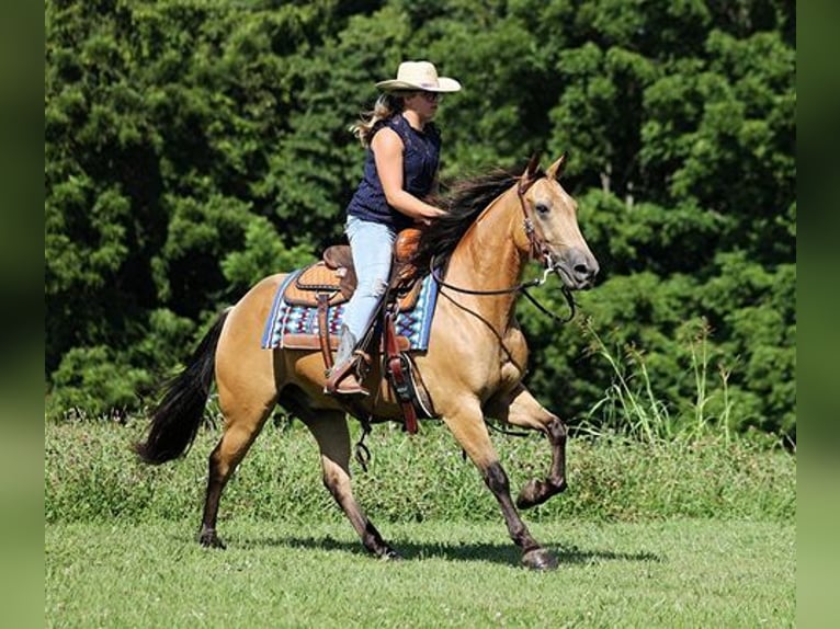 American Quarter Horse Gelding 7 years Buckskin in Mount Vernon, KY