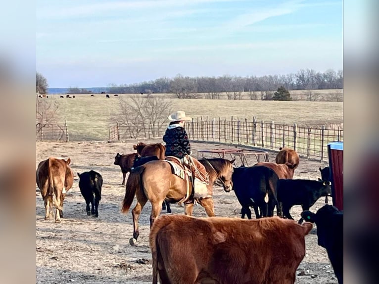 American Quarter Horse Gelding 7 years Buckskin in Shelbiana MO