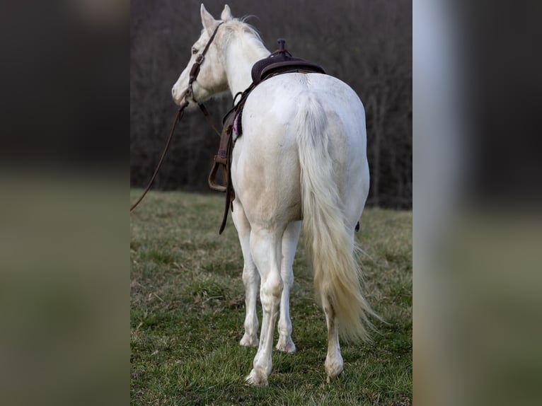 American Quarter Horse Gelding 7 years Champagne in Carlisle KY