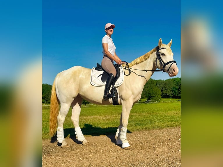 American Quarter Horse Gelding 7 years Champagne in Texarkana Tx