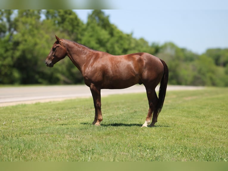 American Quarter Horse Gelding 7 years Chestnut in Bolivar MO