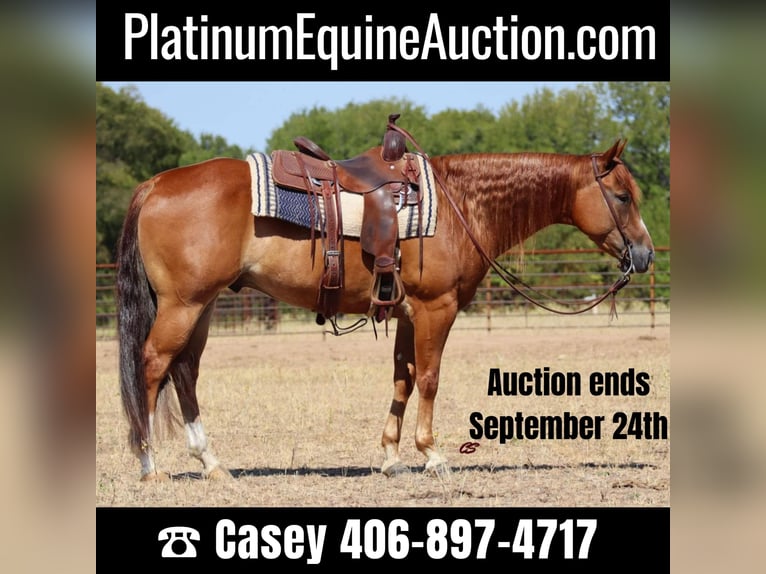 American Quarter Horse Gelding 7 years Chestnut in Graham TX
