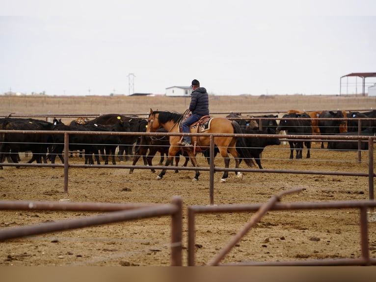 American Quarter Horse Gelding 7 years Dun in Amarillo