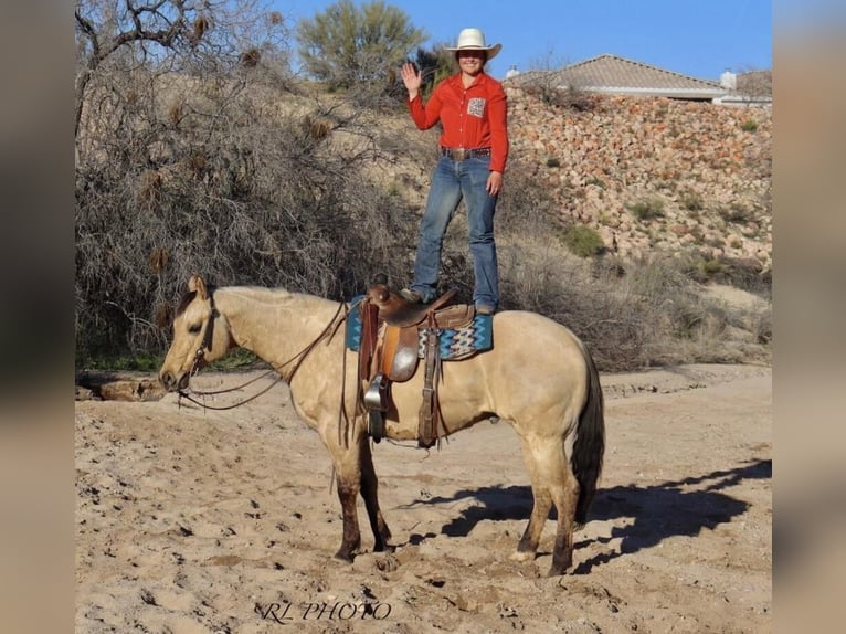American Quarter Horse Gelding 7 years Dun in Congress, AZ