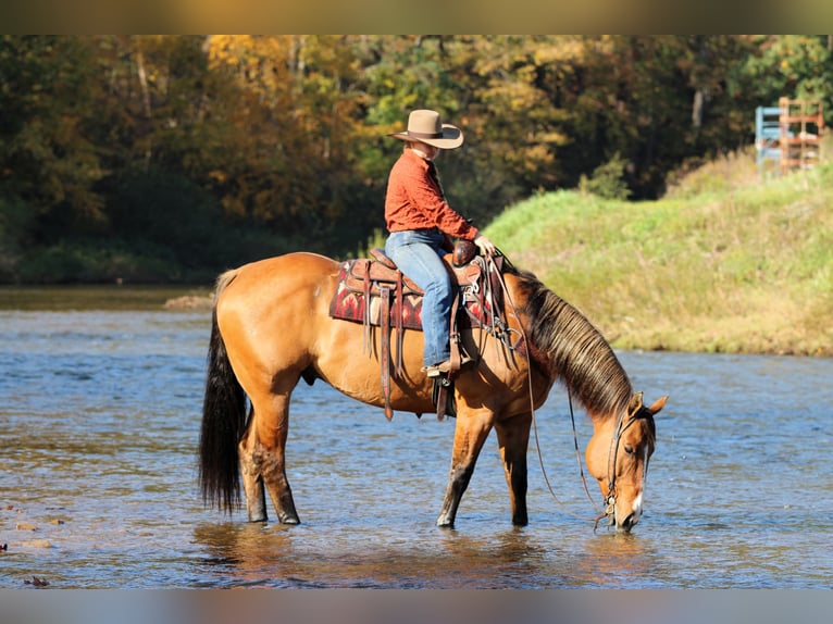 American Quarter Horse Gelding 7 years Dun in Clarion