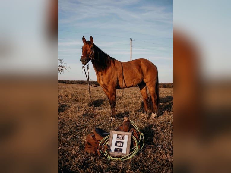 American Quarter Horse Gelding 7 years Dun in Stephenville, TX