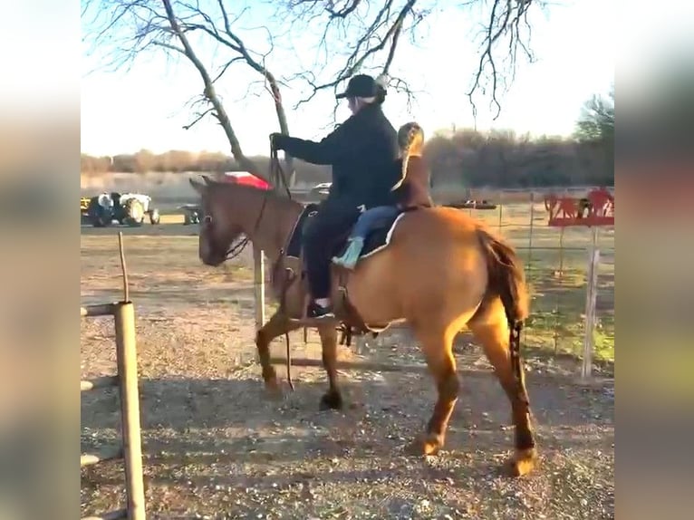 American Quarter Horse Gelding 7 years Dun in Stephenville, TX