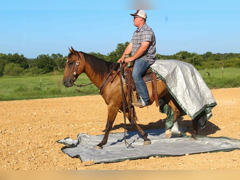 American Quarter Horse Gelding 7 years Dun in Mount Vernon