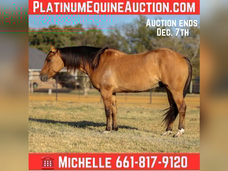 American Quarter Horse Gelding 7 years Dun in Stephenville TX