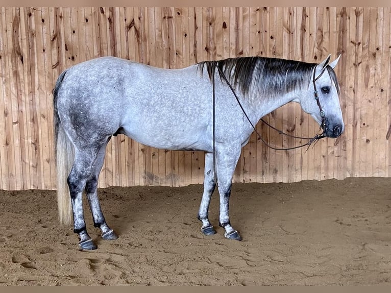 American Quarter Horse Gelding 7 years Gray in Holland, IA